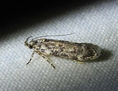 Chionodes formosella
