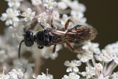 Tiphia femorata