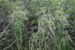 Scirpus pedicellatus