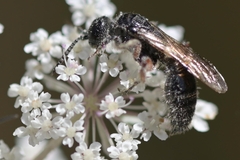 Tiphia femorata
