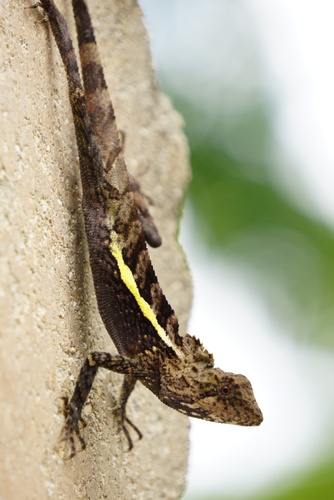 Taiwan Japalure, photo 6 of 10