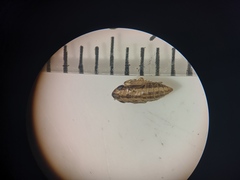 Aphrodini