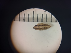 Aphrodini