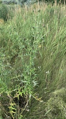Cirsium serrulatum