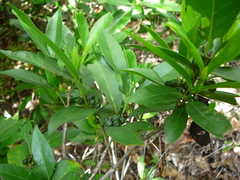 Pyrostria