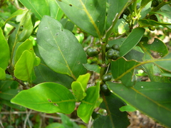 Pyrostria