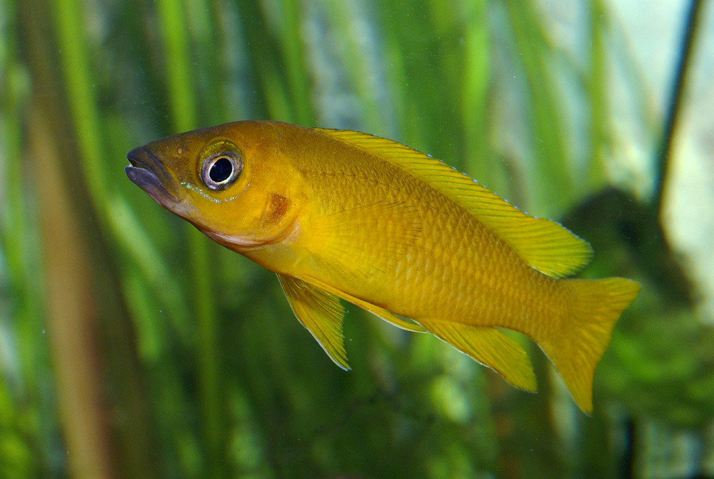 Neolamprologus longior
