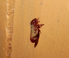 Eoscarta