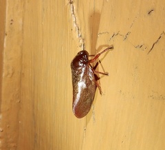 Eoscarta