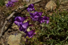 Penstemon parvulus