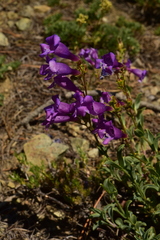 Penstemon parvulus