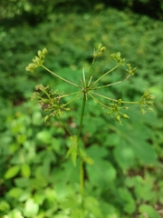Taenidia integerrima