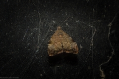 Choreutis melanopepla