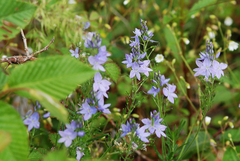 Veronica dalmatica