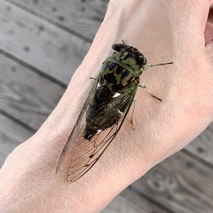 Neotibicen pruinosus