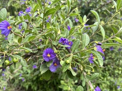 Lycianthes lycioides