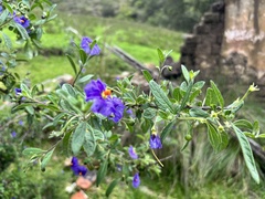 Lycianthes lycioides