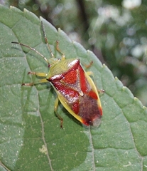 Elasmostethus interstinctus