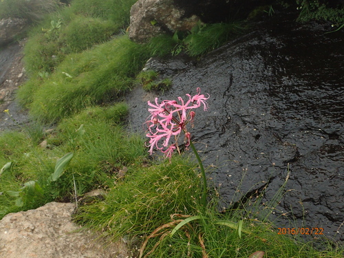 Image of Nerine bowdenii by no rights reserved