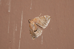 Eulithis molliculata