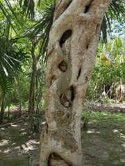 Ficus dendrocida