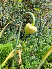 Allium nutans