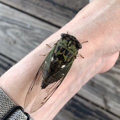 Neotibicen pruinosus