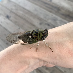 Neotibicen pruinosus