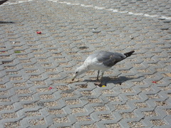 Larus michahellis