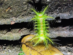 Phocoderma