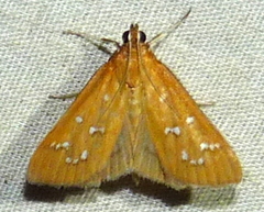 Diastictis
