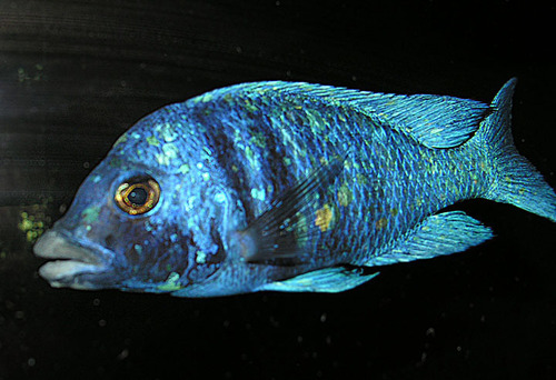 Placidochromis