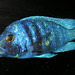 Placidochromis phenochilus - Photo (c) Dick Culbert, some rights reserved (CC BY)