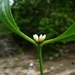 Polysphaeria multiflora - Photo (c) amouly, μερικά δικαιώματα διατηρούνται (CC BY-NC)