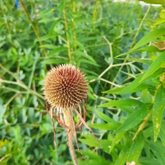 Echinacea pallida