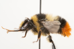 Bombus lapidarius decipiens