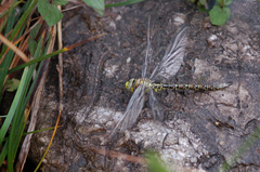 Aeshna cyanea