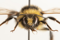 Bombus lapidarius decipiens