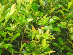 Hemithraupis flavicollis