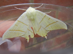 Ourapteryx sambucaria