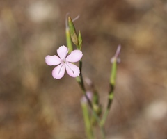 Dianthus ciliatus