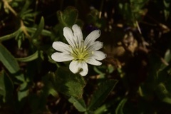 Cerastium arvense strictum