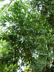 Coptosperma nigrescens