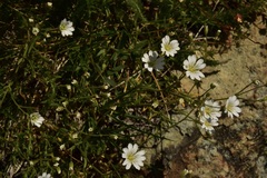 Cerastium arvense strictum