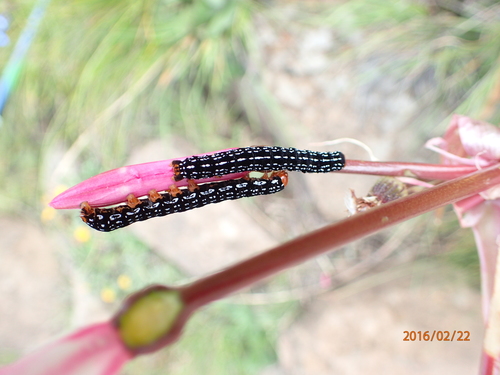 Image of Nerine bowdenii by no rights reserved