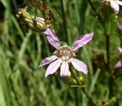 Cuphea campylocentra