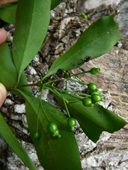 Coptosperma nigrescens