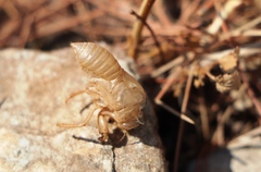 Lyristes plebejus