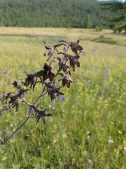 Delphinium triste