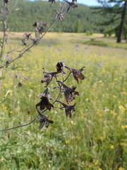 Delphinium triste
